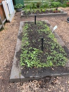 School Garden enhancement