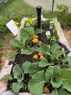 School Garden enhancement